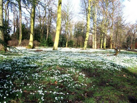 Snowdrops, Hodsock Priory
