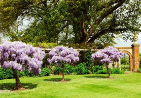 Hole park wisteria