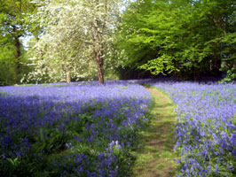 Holeparkgardenbluebells