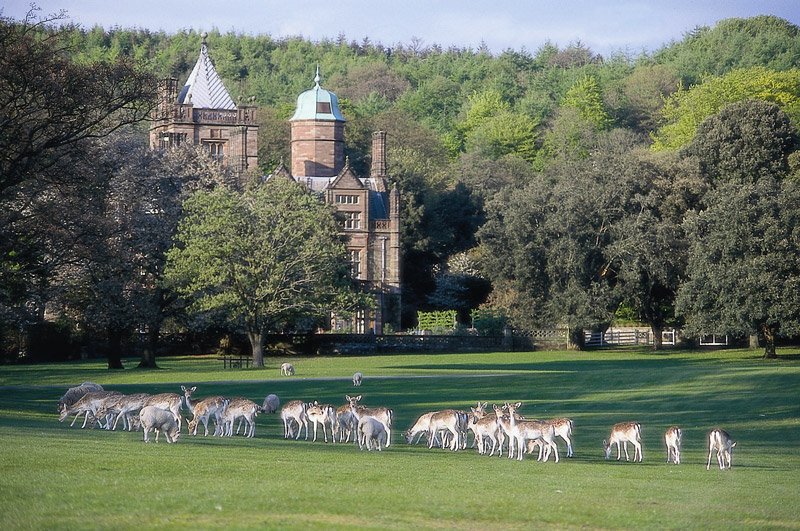 Fallow Deer, Halker Hall Garden