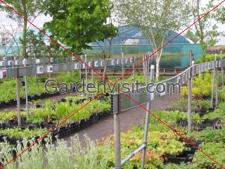 Boskoop nursery