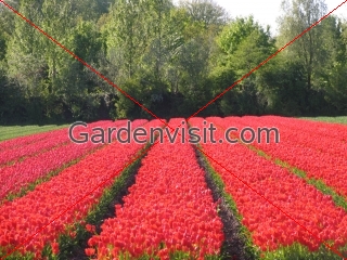 Dutch bulb field