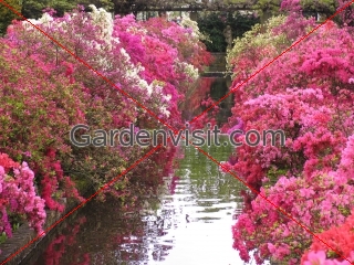 red white and pink azaleas, De Keukenhof Dutch Bulb Garden