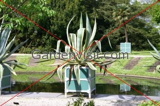 Leiden Botanic Garden