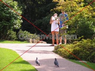 Holland Park Love Birds