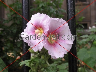 Hollyhocks