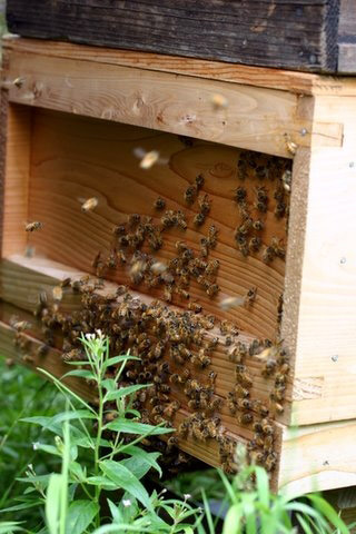Honey Bees