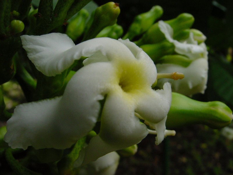 Hoomaluhia Botanical Garden, Kaneohe