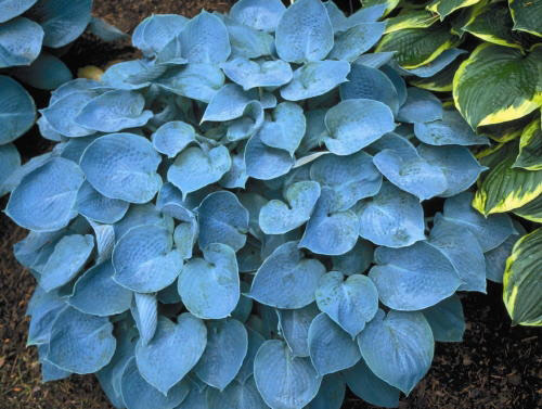Hosta Hadspen Blue, Bali-hai Mail Order Nursery