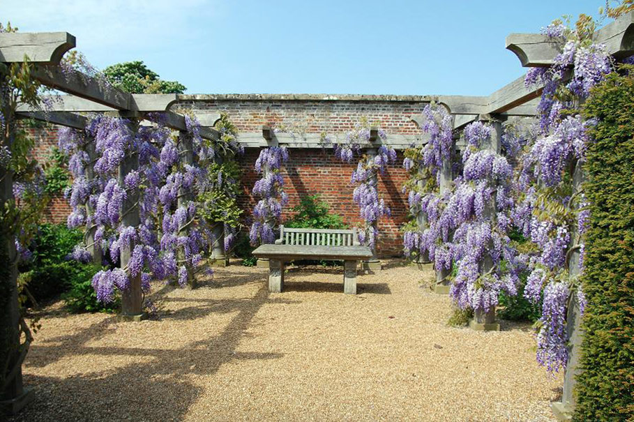 Wisteria, Houghton Hall Garden