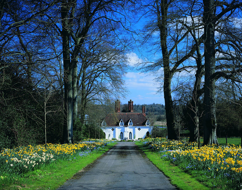 Daffodils, Houghton Lodge Garden