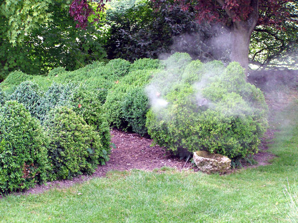 Topiary Dragon, Houghton Lodge Garden