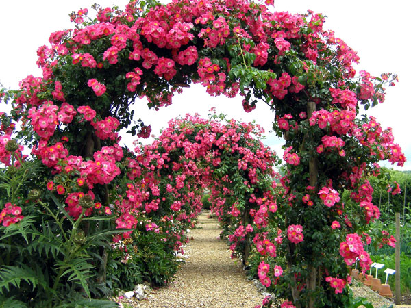 Roses in the Walled Garden, Houghton Lodge