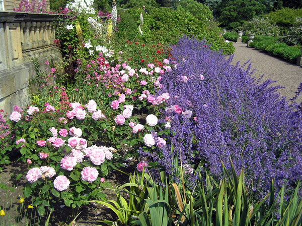 South Facing Border, Howick Hall Gardens