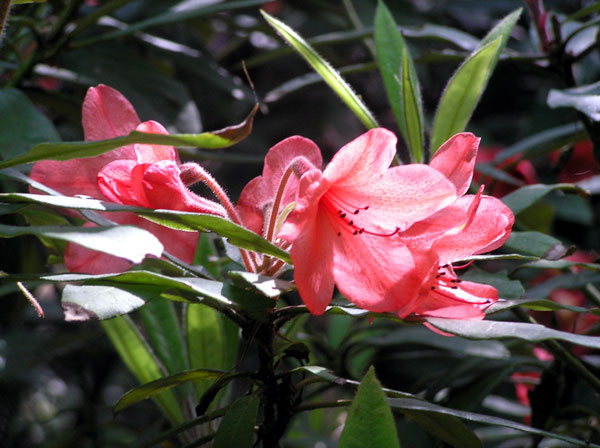 Rhododendron, Howick Hall Gardens