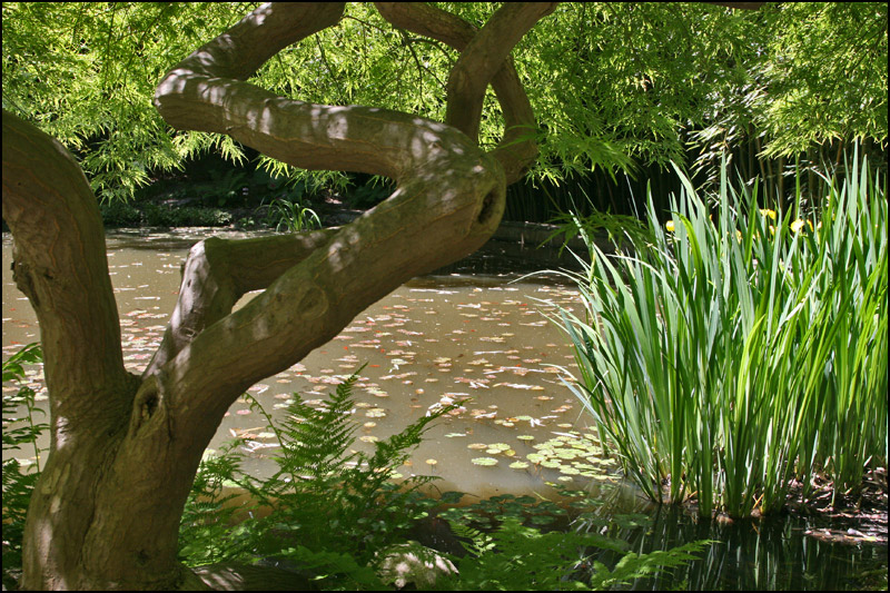 Pond, Humes Japanese Stoll Garden