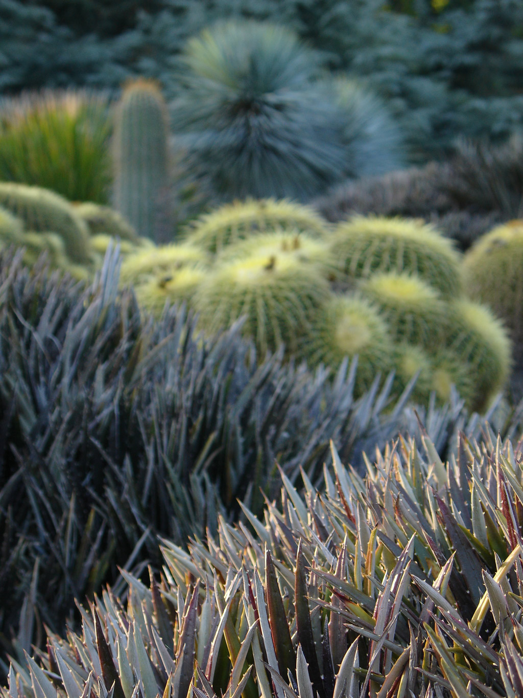 Cacti, Huntington Botanical Gardens