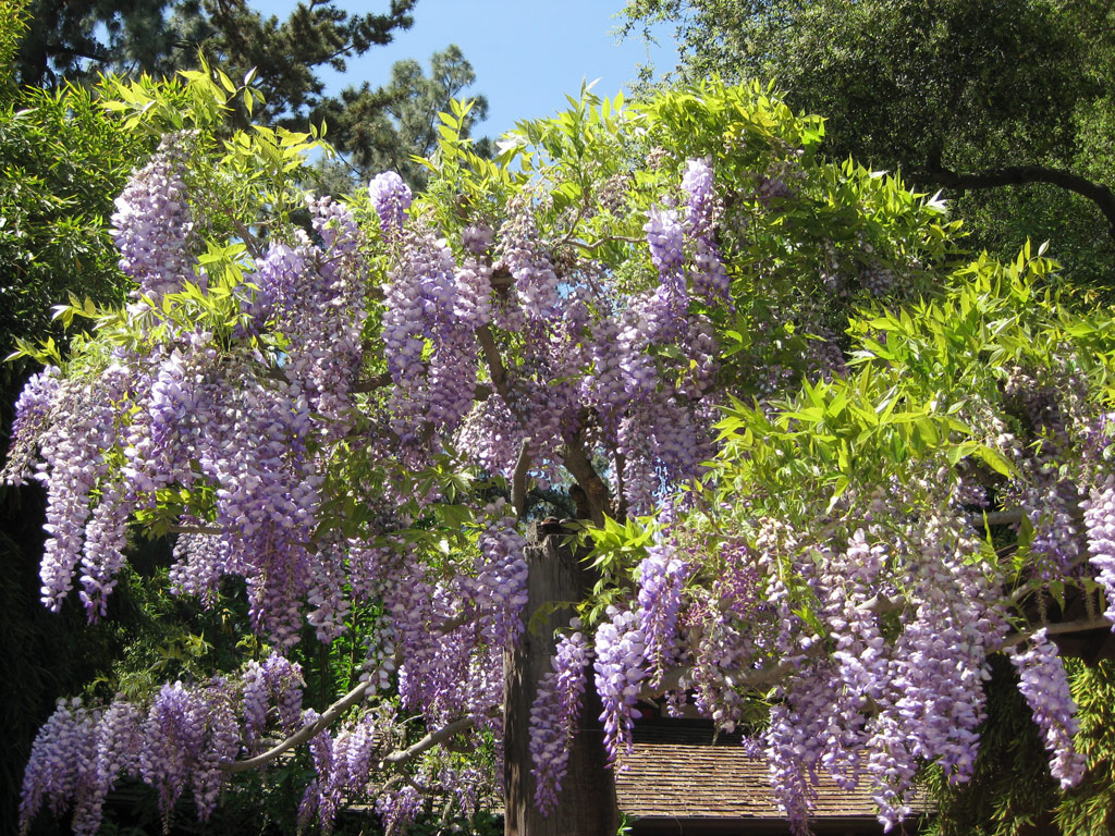 Espaliered Wisteria