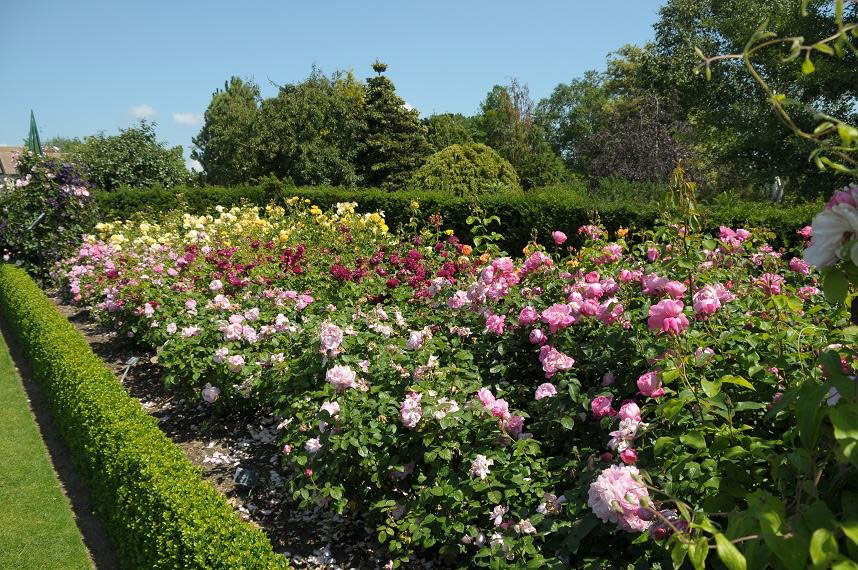 Roses, RHS Garden Hyde Hall