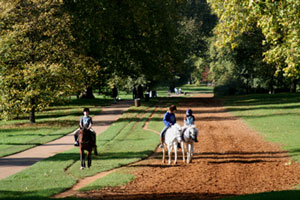 Hyde park horses