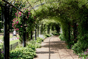 Hydeparkrosegarden