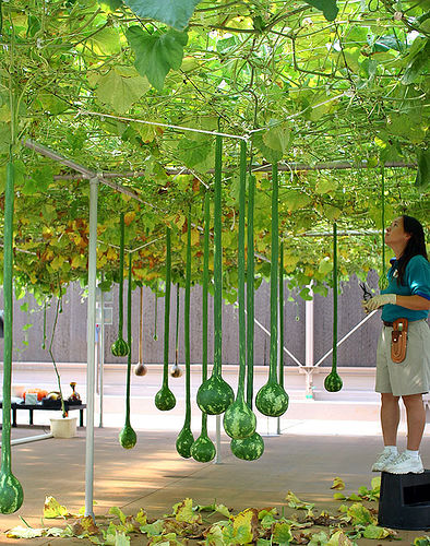Hydroponics at Epcot by DCJohn