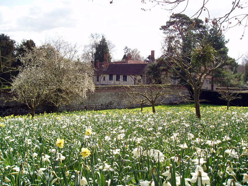 Daffodils, Ightham Mote