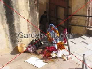 Flower Seller