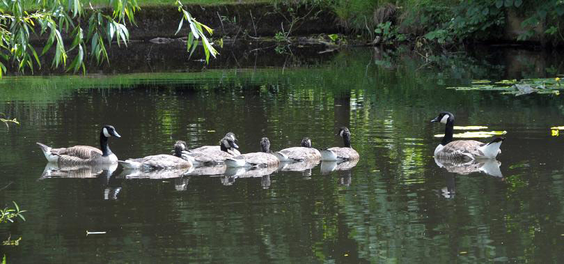 Canada Geese, Ingatestone Hall Garden