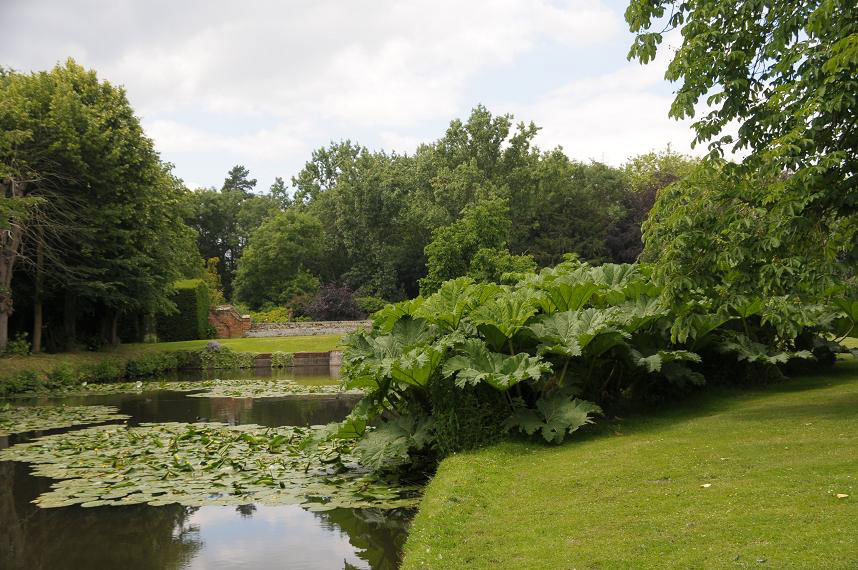 Gunnera, Ingatestone Hall