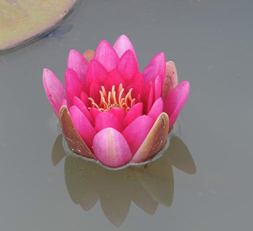 Water Lily, Ingatestone Hall
