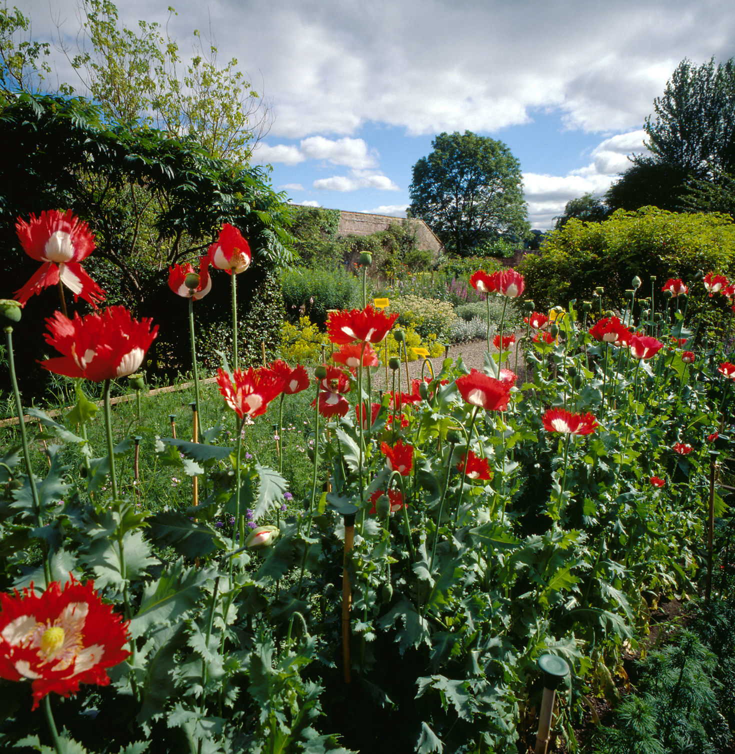 Inveresk Lodge Garden NTS