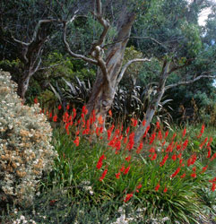 Inverewe garden nts