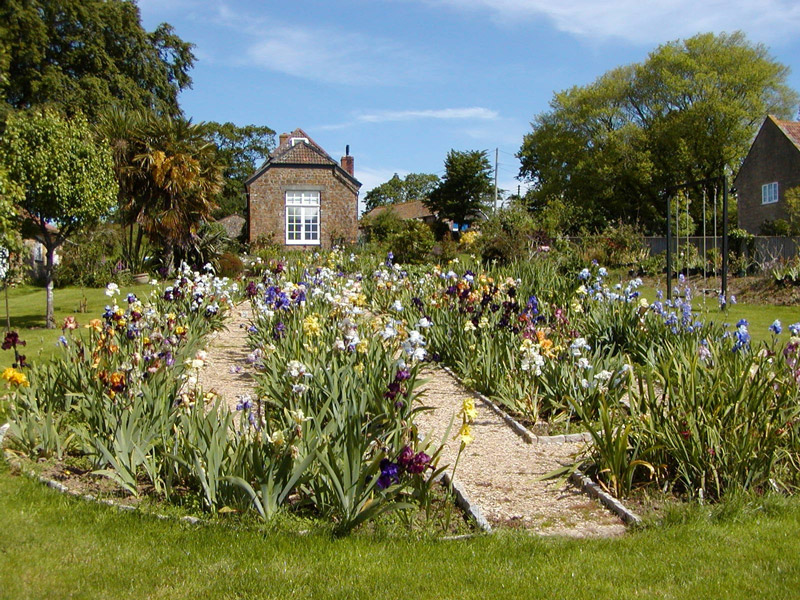 The Iris Garden, Dorset