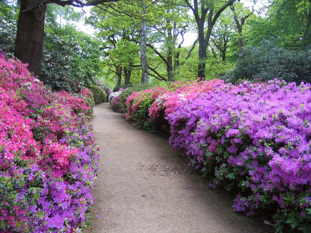 Isabella Plantation