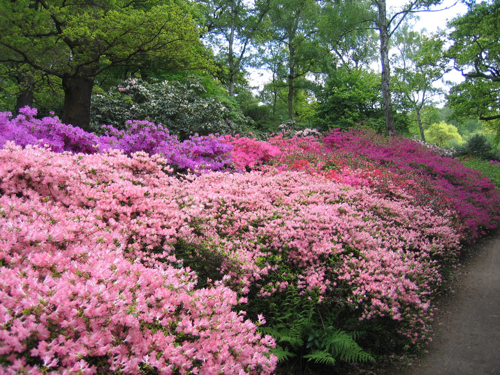 Azaleas, Isabella Plantation