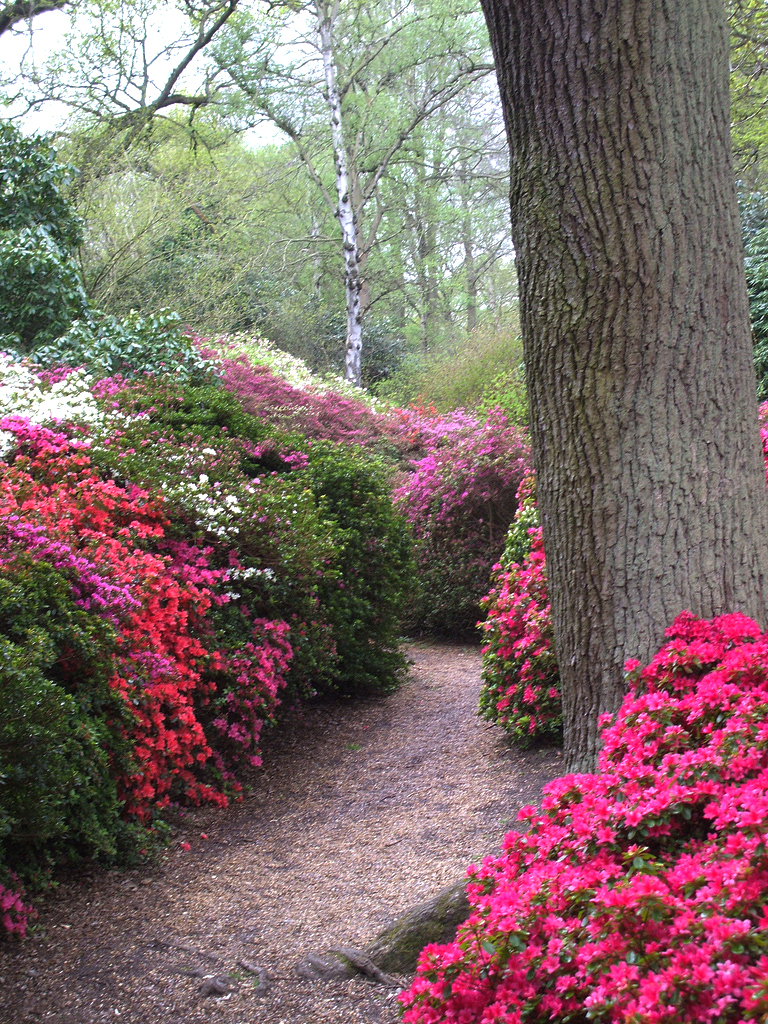 Isabella Plantation Garden ajth
