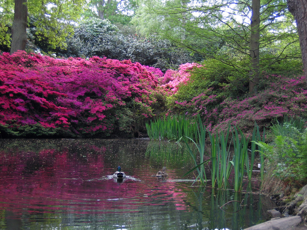 Ducks, Isabella Plantation