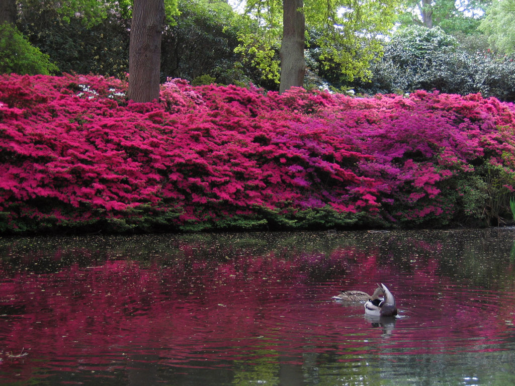 Pond, Isabella Plantation Garden