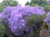 Jacaranda, South Africa