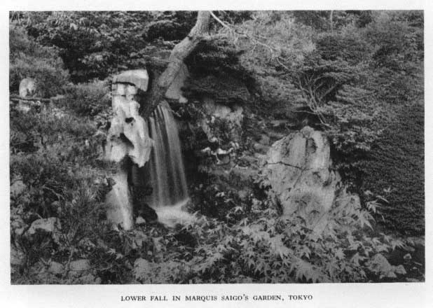Japanese fig 107