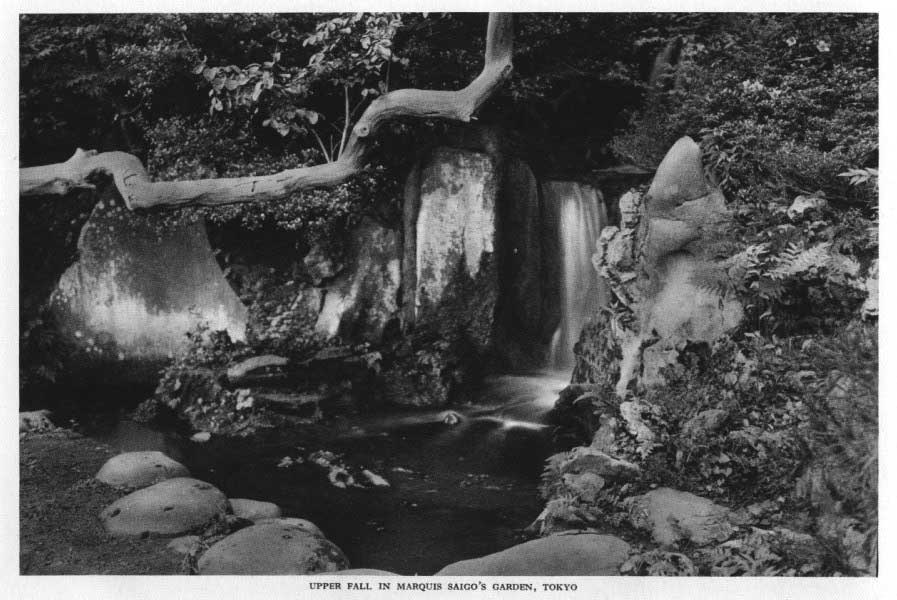 Japanese fig 108