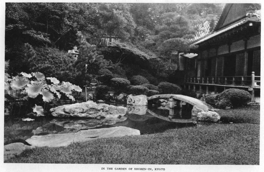 Japanese fig 116