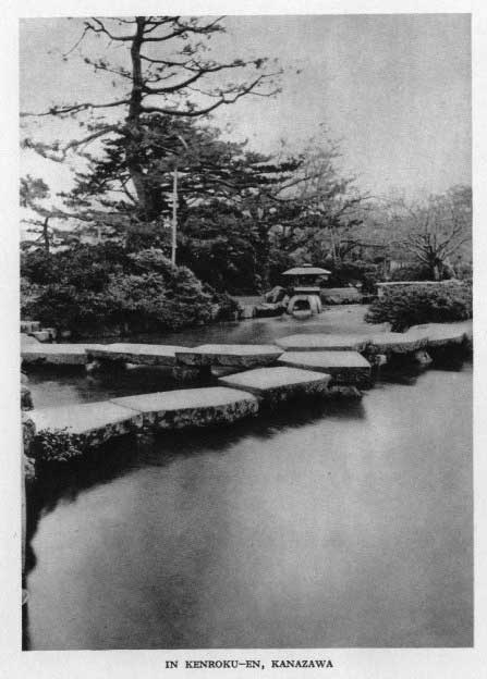 Japanese fig 120