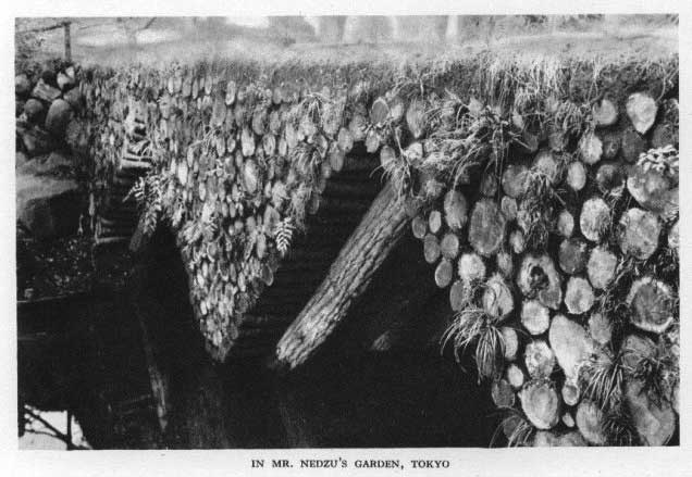 Japanese fig 135
