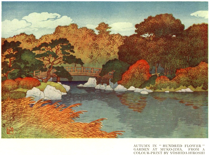 Japanese fig 140
