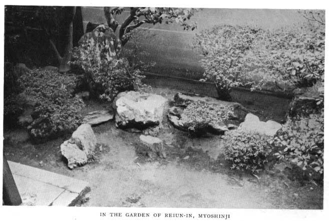Japanese fig 142
