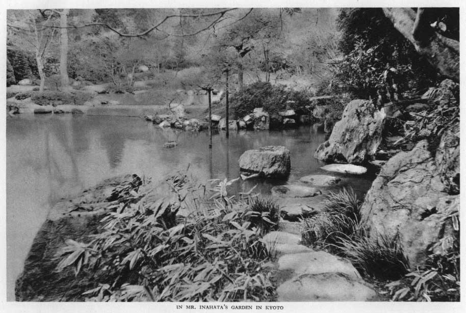 Japanese fig 145
