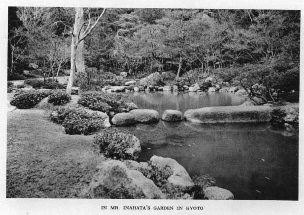 Japanese fig 146