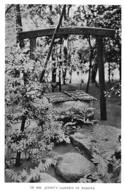 Japanese fig 155
